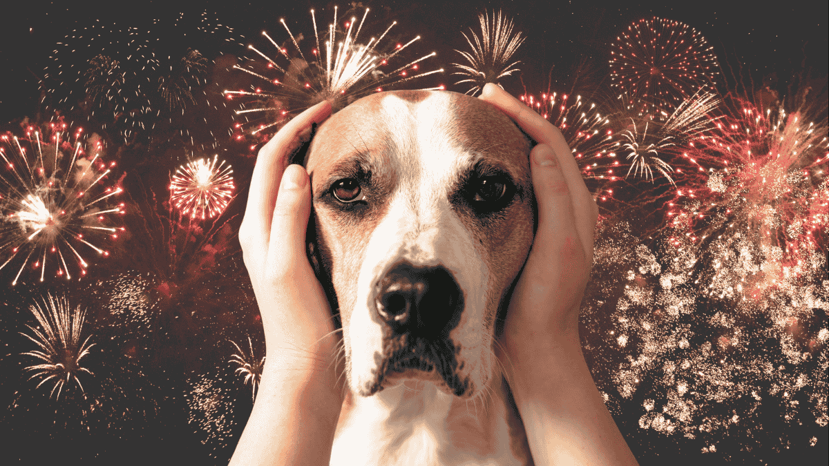 Majitelé zakrývají vystrašenému psovi uši, v pozadí vybuchují ohňostroje